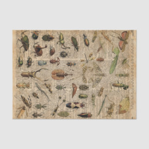 Insects Bugs Vintage Illustration Dictionary Art Tissue Paper