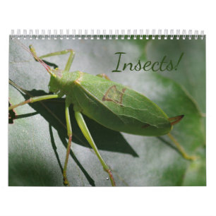 Insects! Calendar