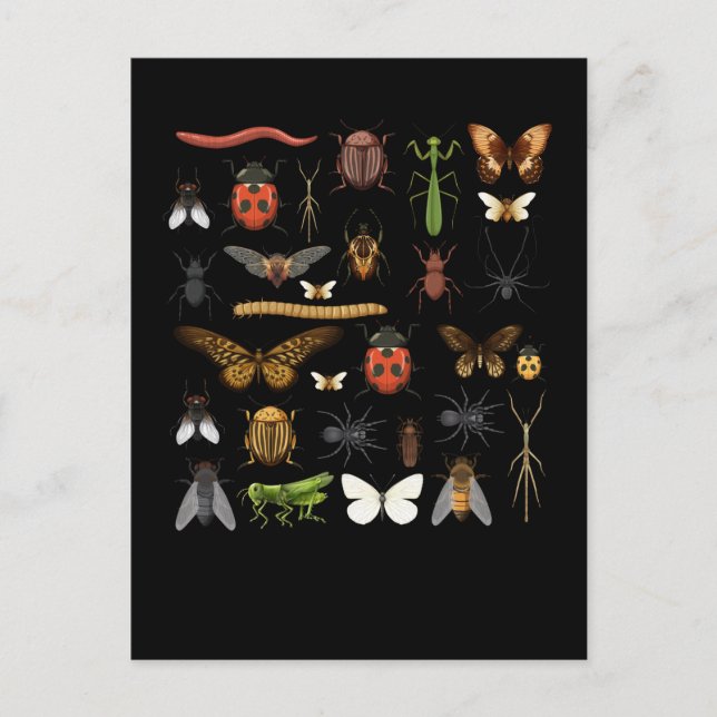 Insects Collection Nature Fly Butterfly Moths Postcard (Front)