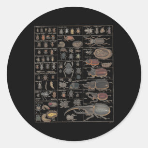 Insects Collection Species Bugs Ch Entomology Classic Round Sticker