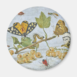 Insects Crawling Magnet