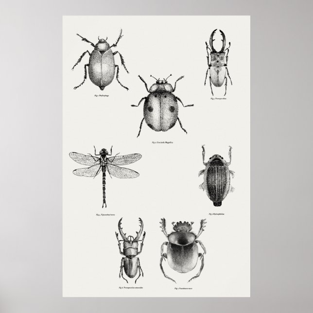 Insects diagram poster (Front)