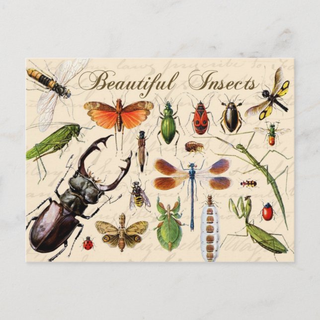 Insects - earth's most diverse organisms postcard (Front)