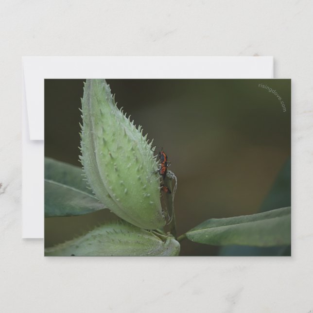 Insects Feast: Oncopeltus fasciatus/Sarcophagidae (Front)