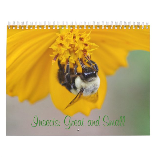 Insects: Great and Small Calendar (Cover)