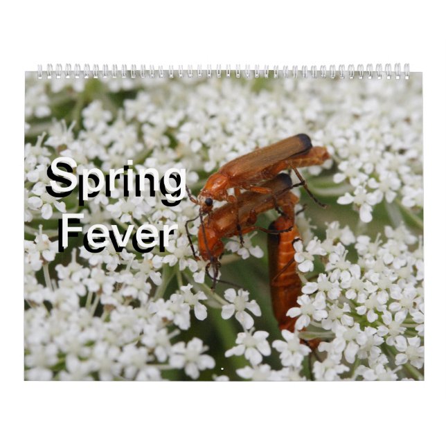 Insects Macros 2024 Kalender Calendar (Cover)