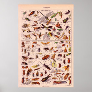 Insects Poster