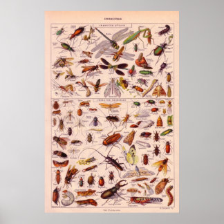 Insects Poster