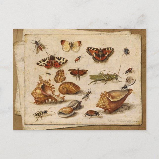 Insects, shells and butterflies postcard (Front)