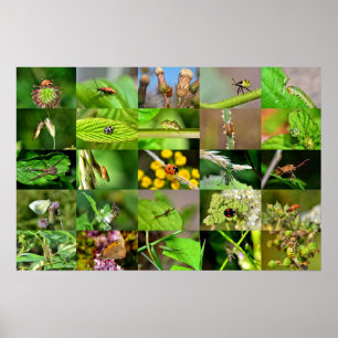 Insekten - Collage Poster