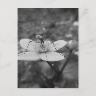 insektschwarzweiß postcard