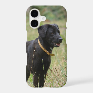 Insert Your Own Photo of Your Labrador Retriever