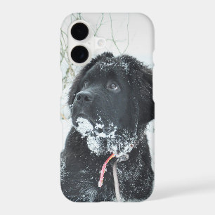 Insert Your Own Photo of Your Newfie Newfoundland