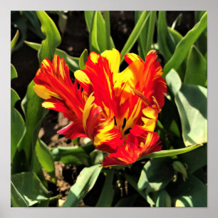 Inside a Flaming Parrot Tulip Poster