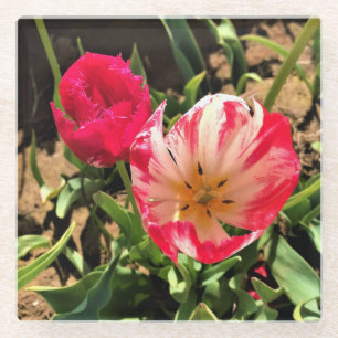 Inside a Pink & White Tulip Glass Coaster