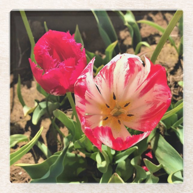 Inside a Pink & White Tulip Glass Coaster (Front)