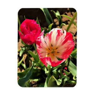 Inside a Pink & White Tulip Magnet