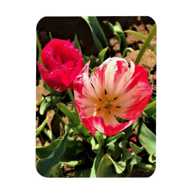 Inside a Pink & White Tulip Magnet (Vertical)