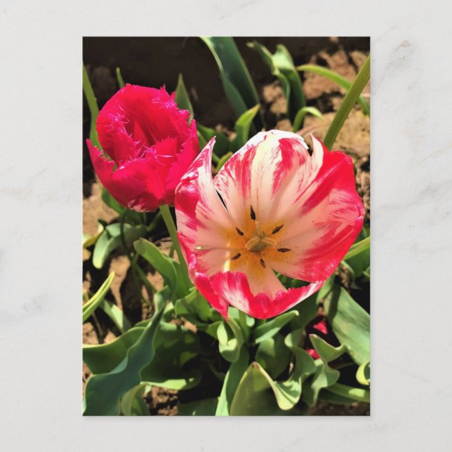 Inside a Pink & White Tulip Postcard (Front)