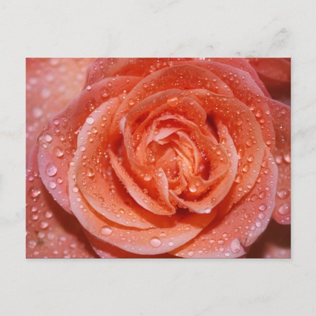 Inside a Rose Postcard (Front)