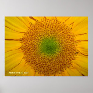 Inside a Sunflower Poster