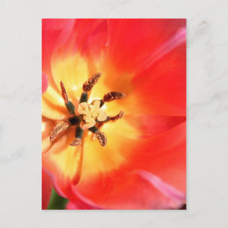 Inside a Tulip Postcard