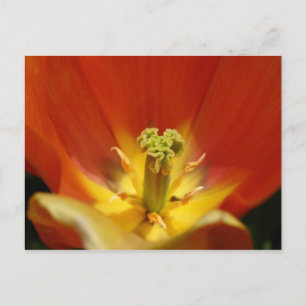 Inside a Tulip Postcard