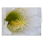 Inside of a white cactus in bloom