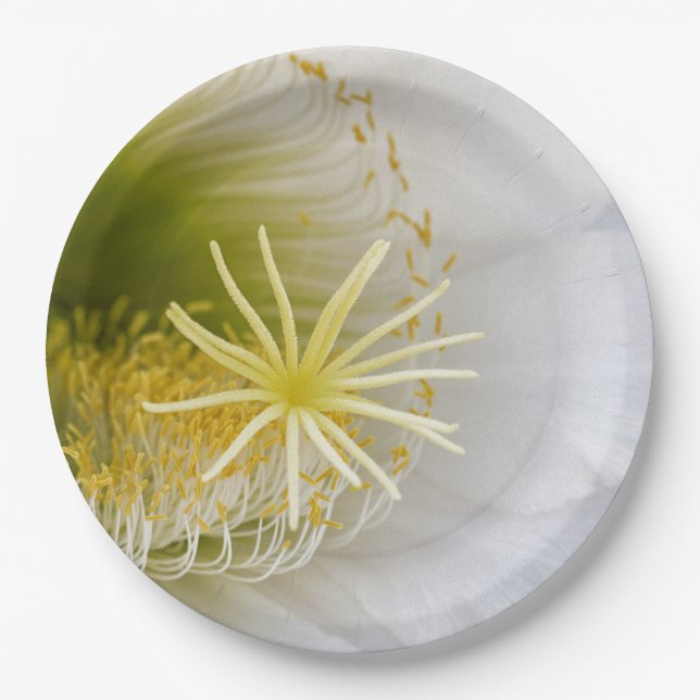 Inside of a White cactus in bloom Paper Plate (Front)