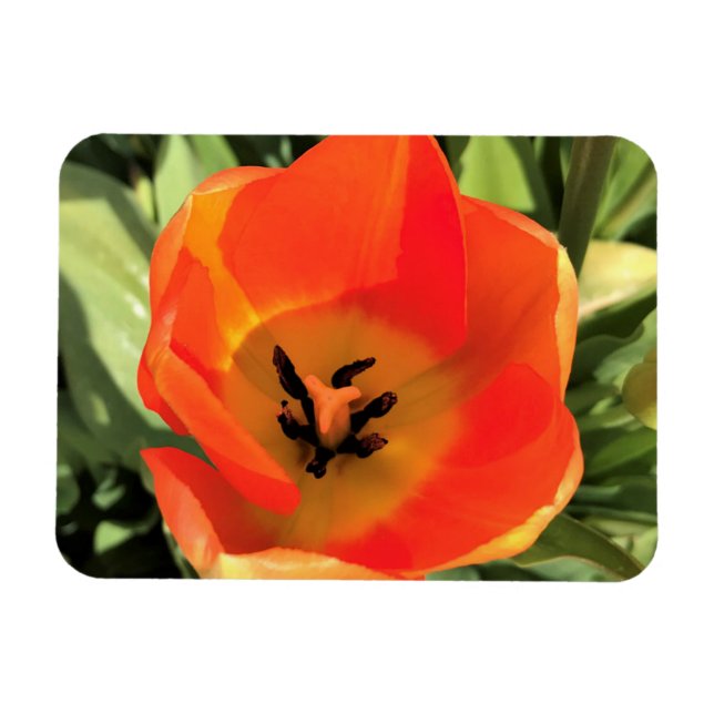 Inside Orange Tulip Magnet (Horizontal)