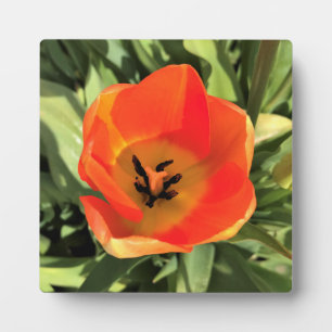 Inside Orange Tulip Plaque