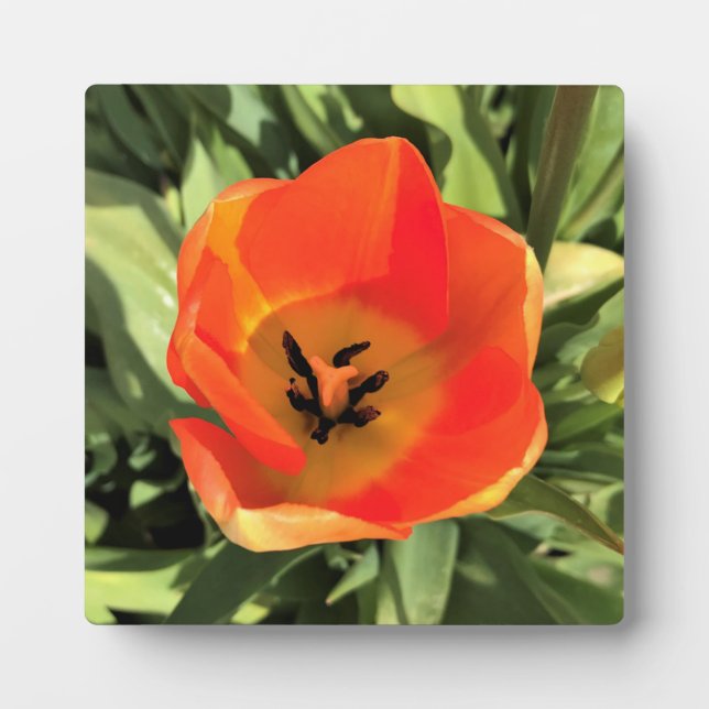 Inside Orange Tulip Plaque (Front)