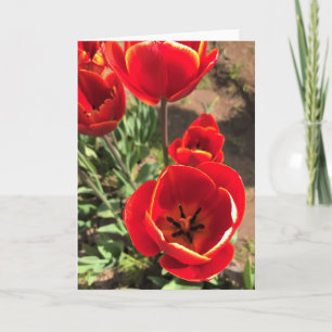 Inside Red Tulips Card