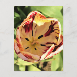 Inside Red & White Tulip Postcard