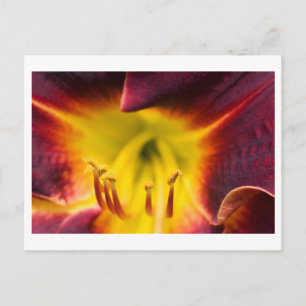 insidelily postcard