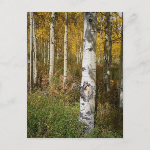 Inspirational Postcard