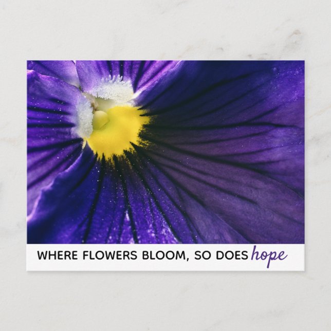 Inspirational purple pansy macro photograph modern postcard (Front)