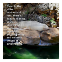 Inspirational: Sleeping White Sea Lion On Rocks,