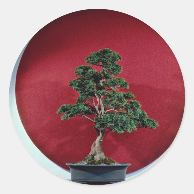 Inspiring Bonsai tree Classic Round Sticker (Front)