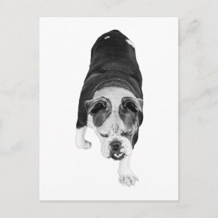 Inspiring Dog Walk Shares Active Holiday Cheer Postcard