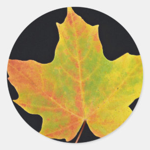 inspiring Sugar maple yellow leaf Classic Round Sticker
