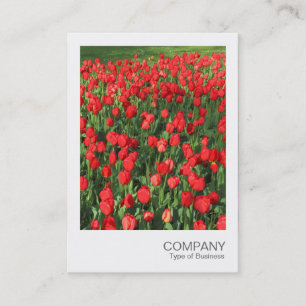 Instant Photo 087 - Bed of Red Tulips 02 Business Card