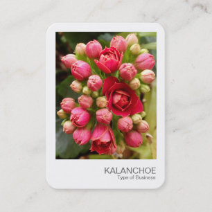 Instant Photo - Kalanchoe Flowers and Buds Business Card