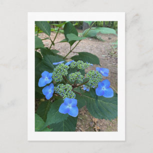 Intense Blue Lacecap Hydrangea Postcard