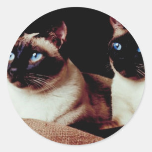 Intense Cats Classic Round Sticker