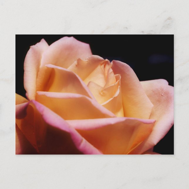 Intense Coloured Yellow Rose Flower Postcard (Front)
