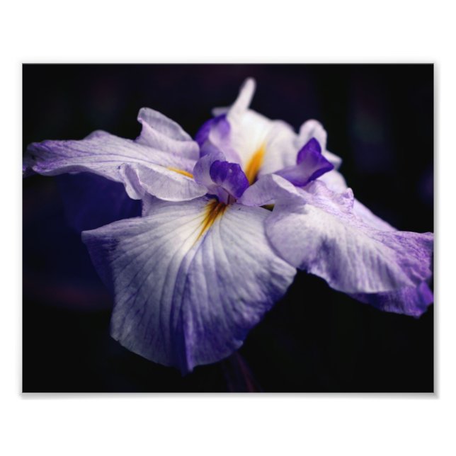 Intense Japanese Iris Flower Close Up 8x10 Photo Print (Front)