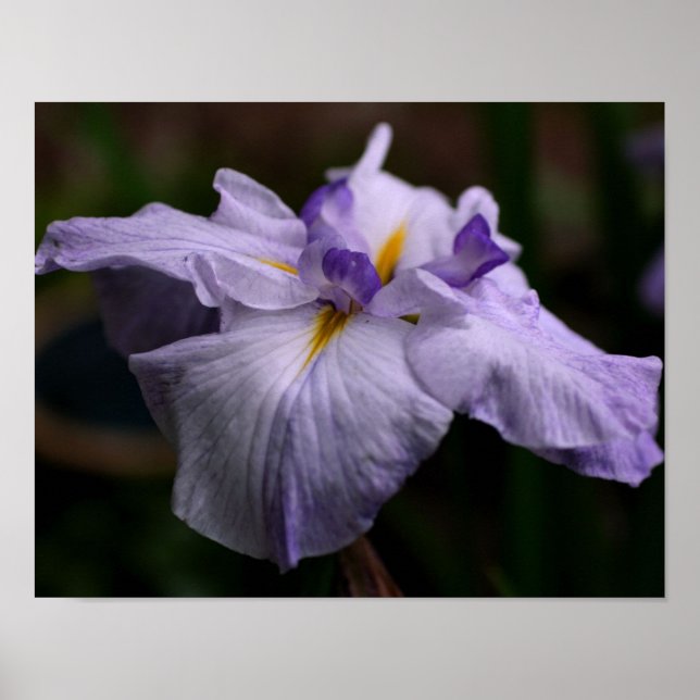 Intense Japanese Iris Flower Close Up Poster (Front)