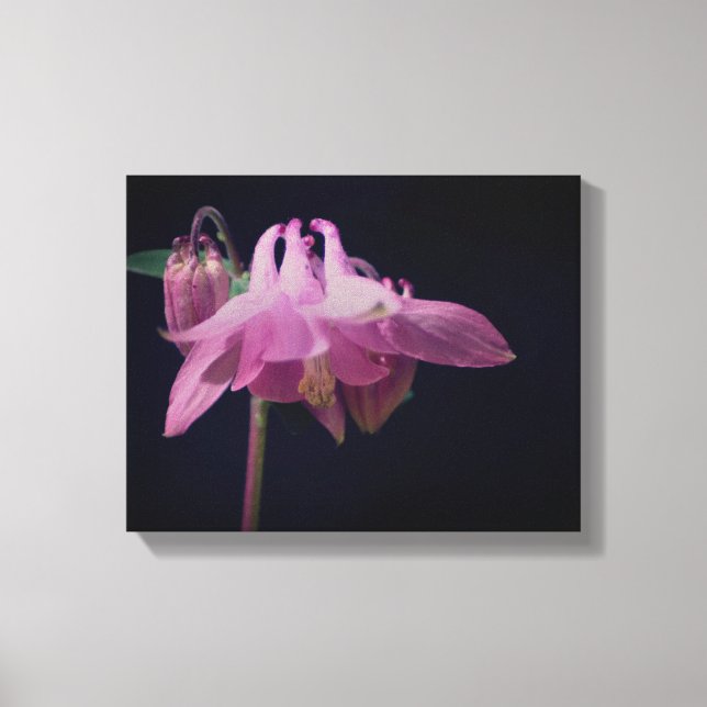 Intense Pink Columbine Flower Close Up Canvas Print (Front)