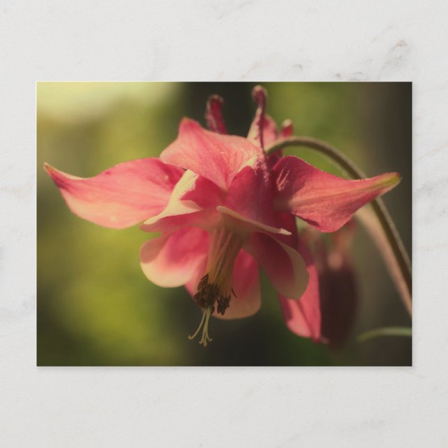 Intense Pink Columbine Flower Postcard (Front)